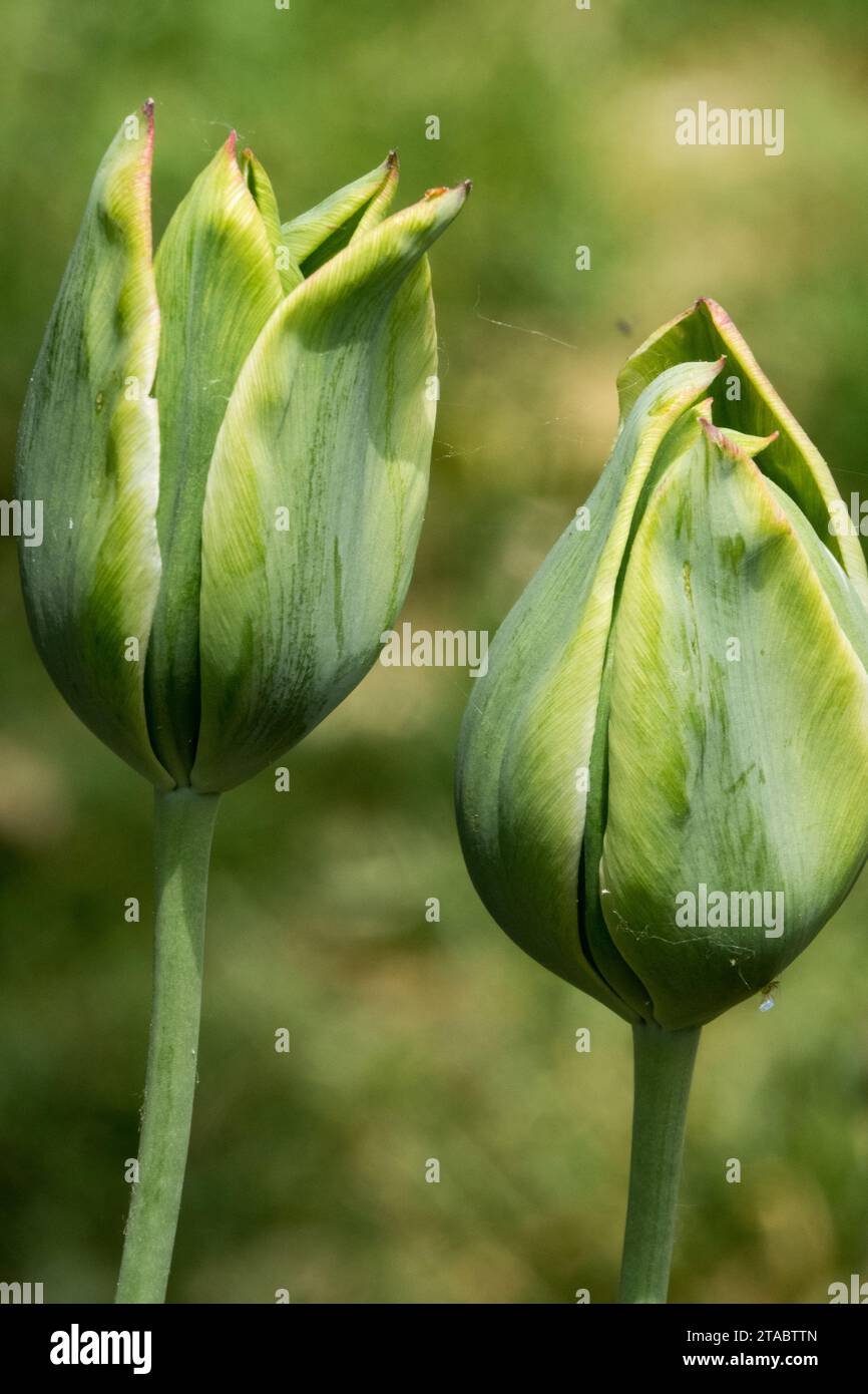 Spring, Green, Tulip, Viridiflora, Tulips, Flowers, Group, Season, Garden, Plant, Tulipa 'Green King' Stock Photo