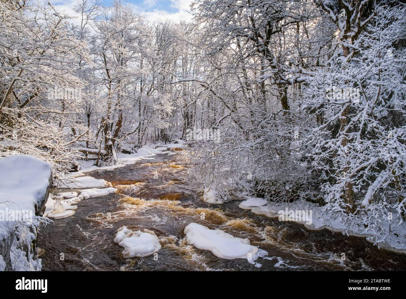Rapid river in a winter forest Stock Photo