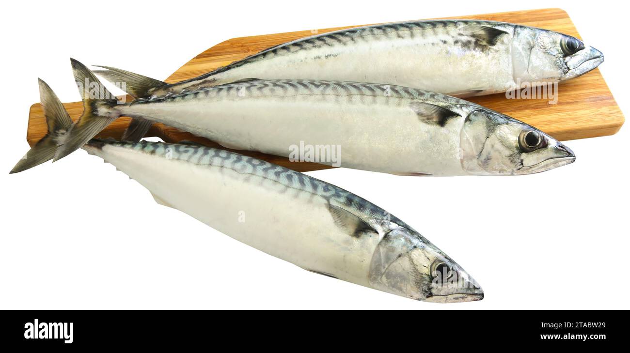 Atlantic mackerel whole ready to prepare Stock Photo