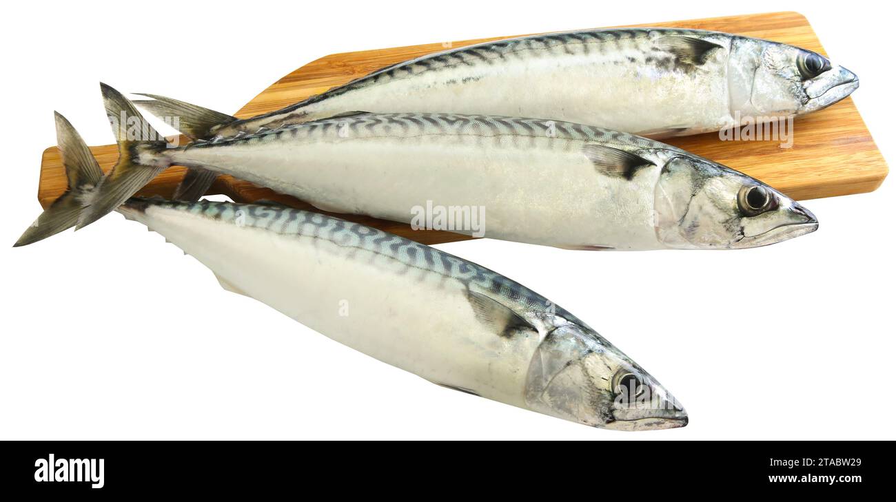 Atlantic mackerel whole ready to prepare Stock Photo Alamy