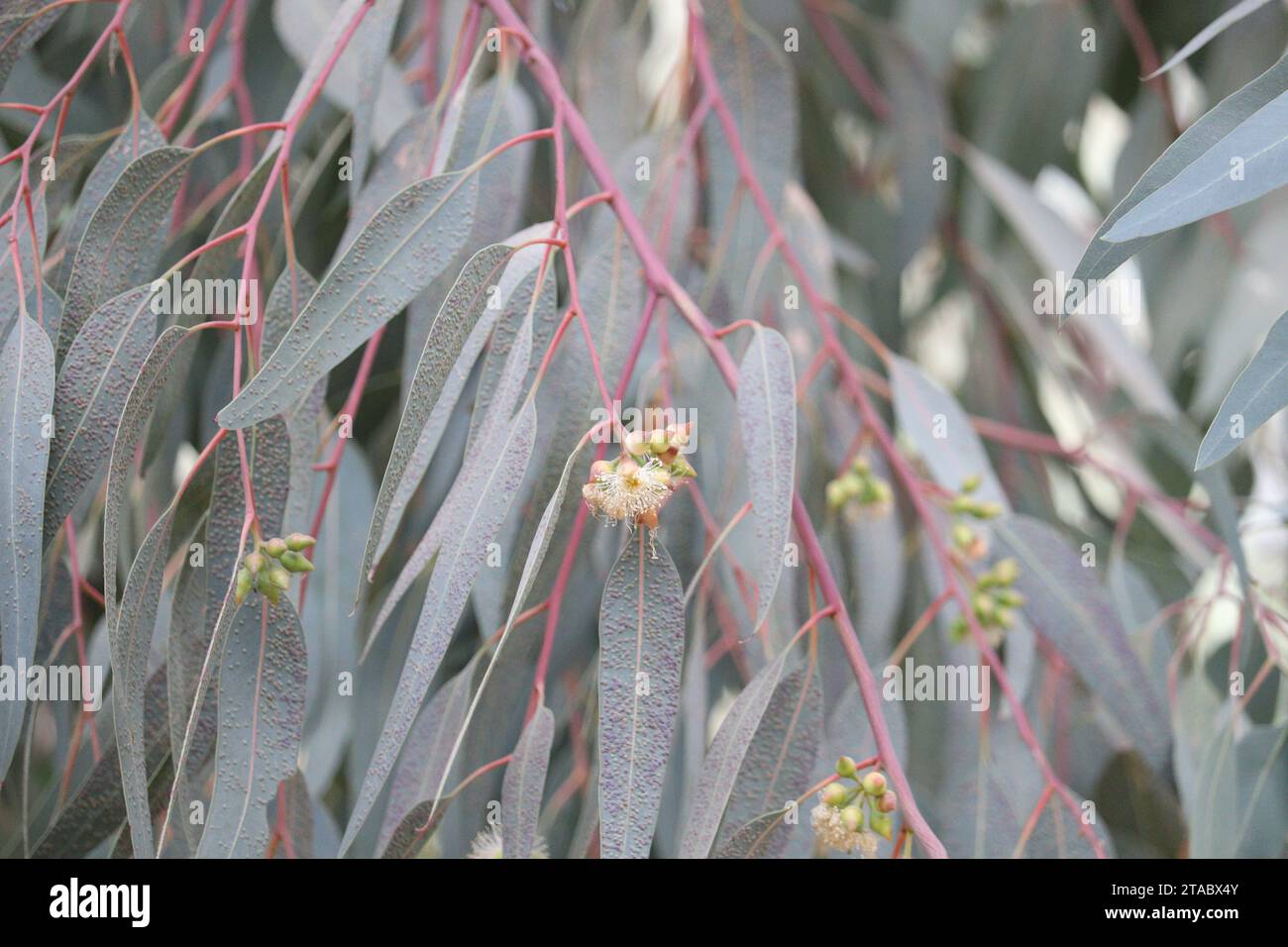 Buds, capsules, flowers and foliage of eucalyptus tree Stock Photo
