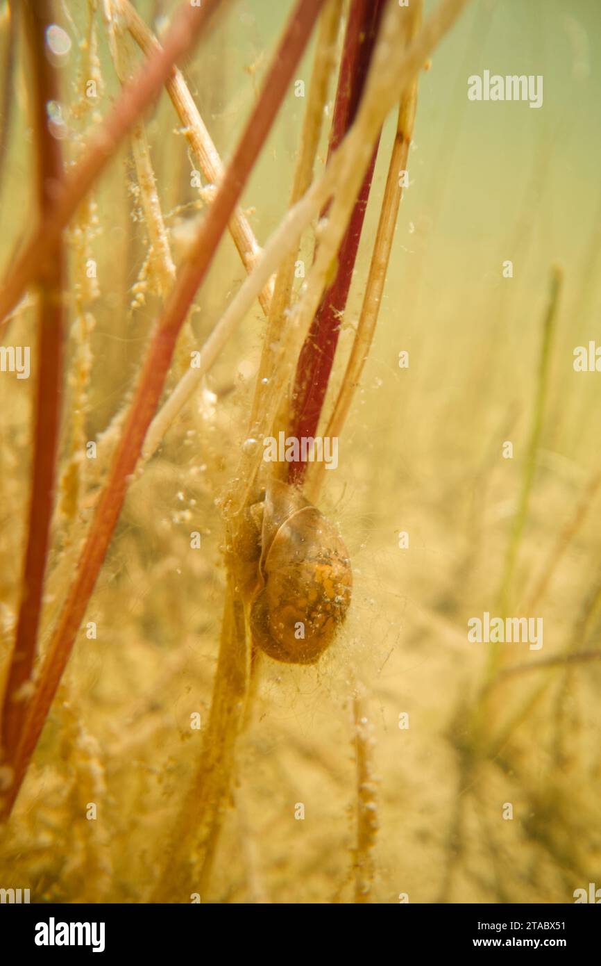 Pond snail (Radix peregra) in a sand pit pool Stock Photo