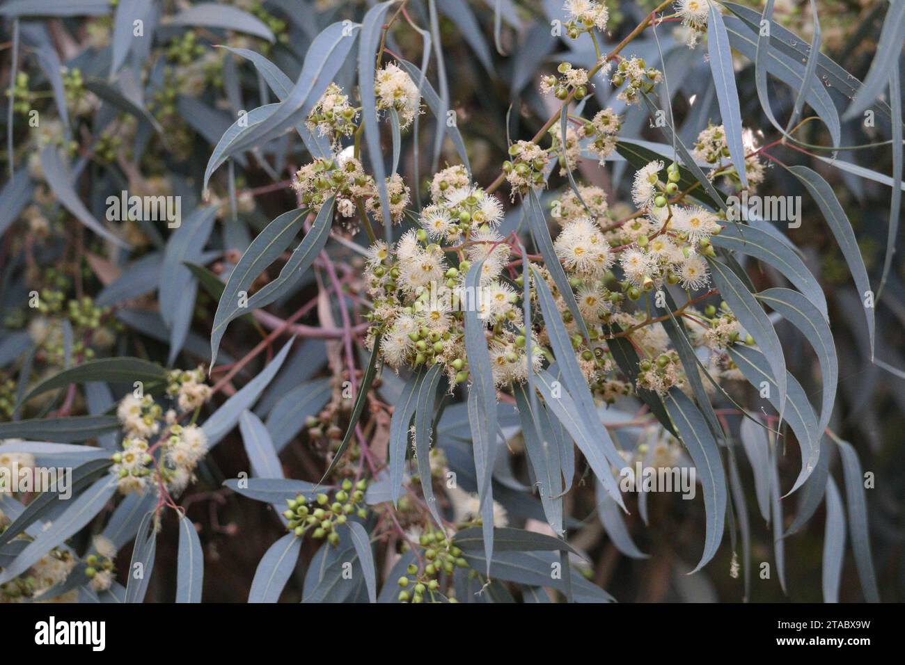 Buds, capsules, flowers and foliage of eucalyptus tree Stock Photo