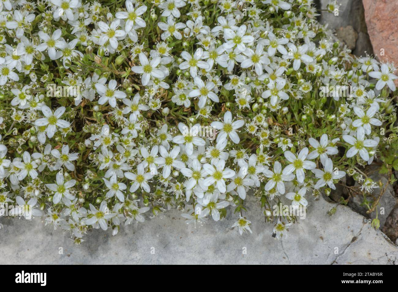 Rock Sandwort, Minuartia rupestris ssp. rupestris, in flower in the Swiss Alps. Stock Photo