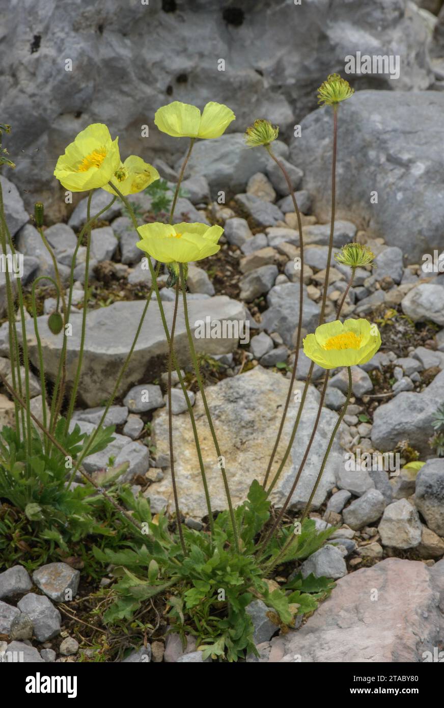 Yellow form of Alpine Poppy, Papaver alpinum in flower in the Italian Alps. Stock Photo