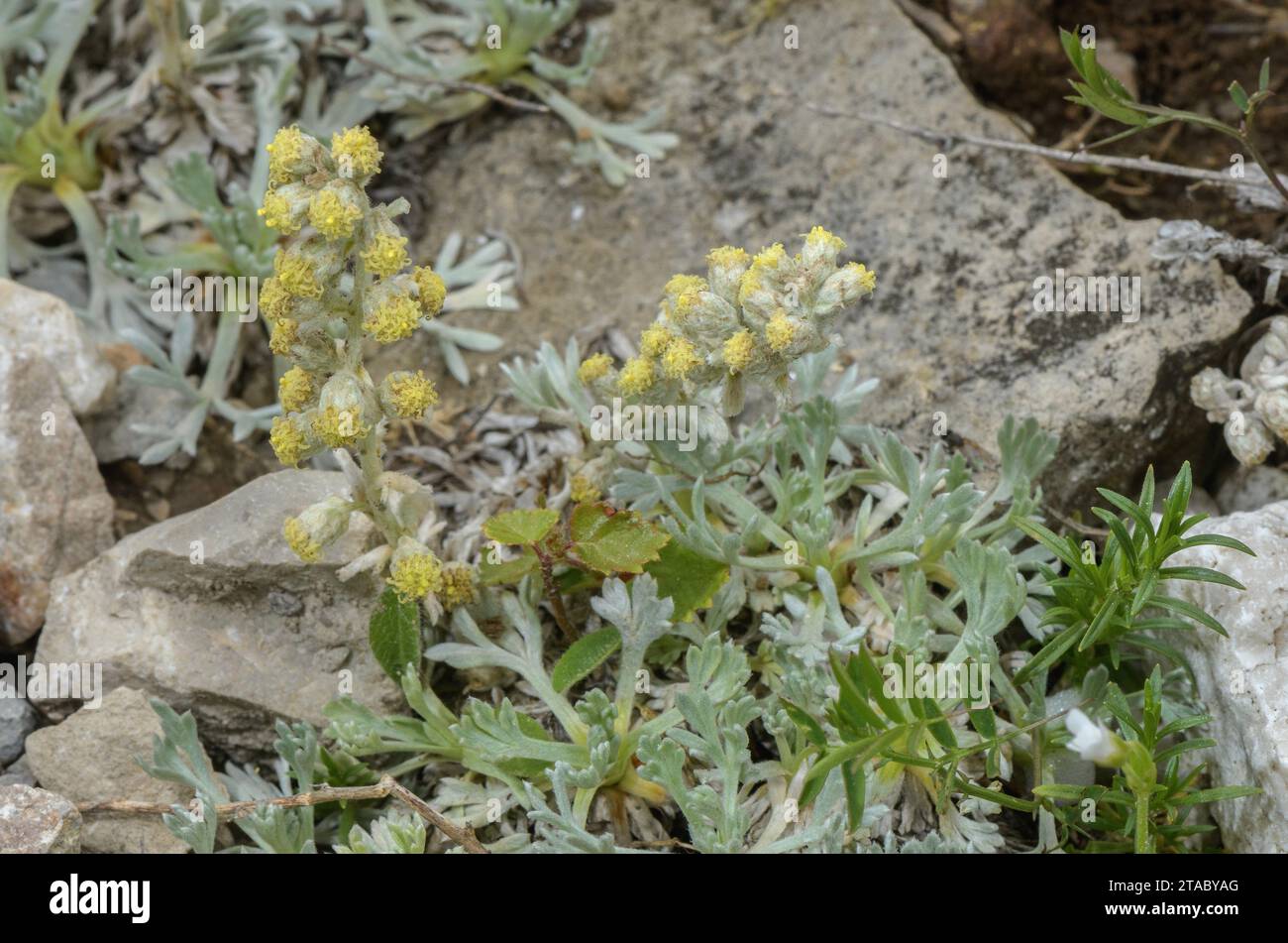 Apennines genepì, Artemisia umbelliformis ssp. eriantha, in flower on limestone scree, Italy. Stock Photo