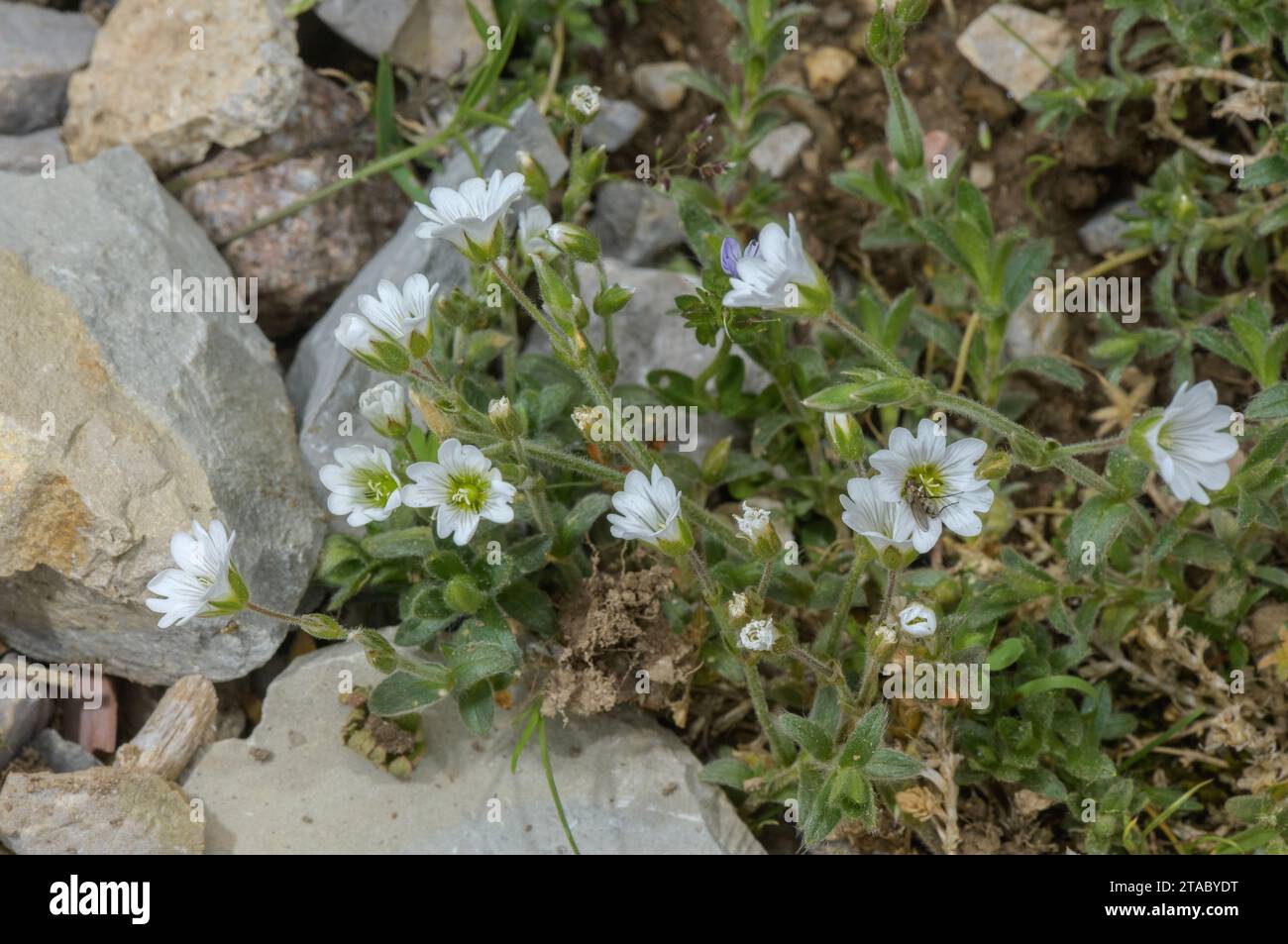 Alpine Mouse-ear, Cerastium alpinum, in flower in the Italian Alps. Stock Photo
