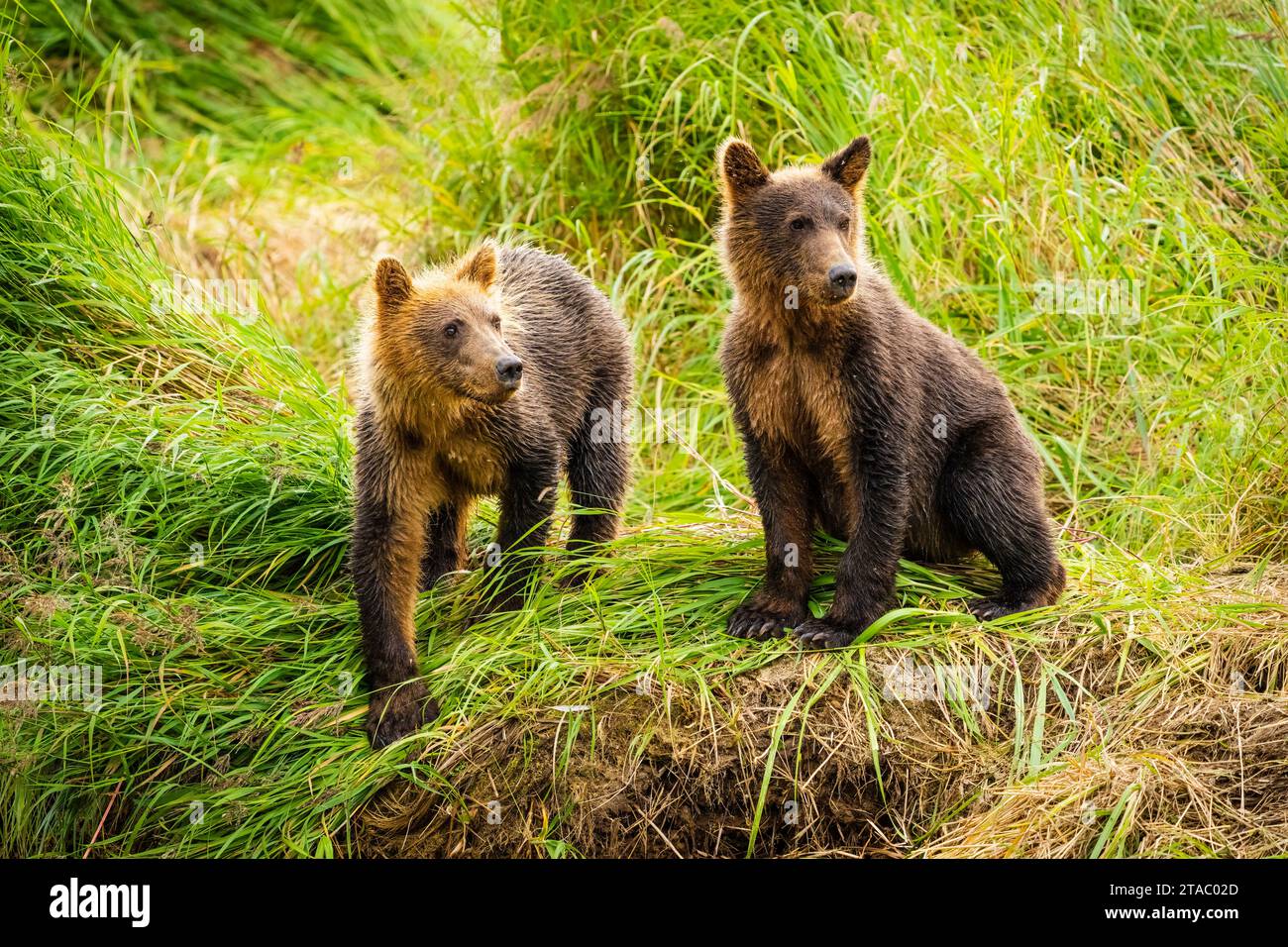 Brown bears in Katmai National Park, Alaska Stock Photo