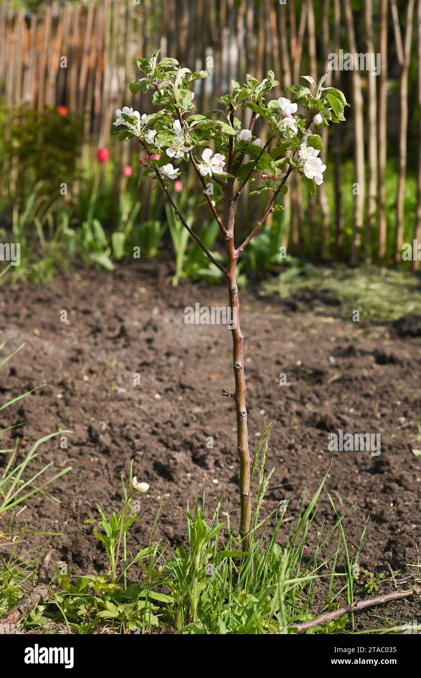 A small apple tree blooms with white flowers. Stock Photo