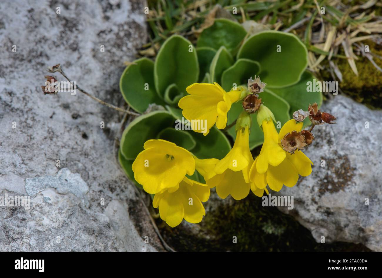 Bear's ear primrose, Primula auricula, in flower on dolomite, Dolomites. Stock Photo