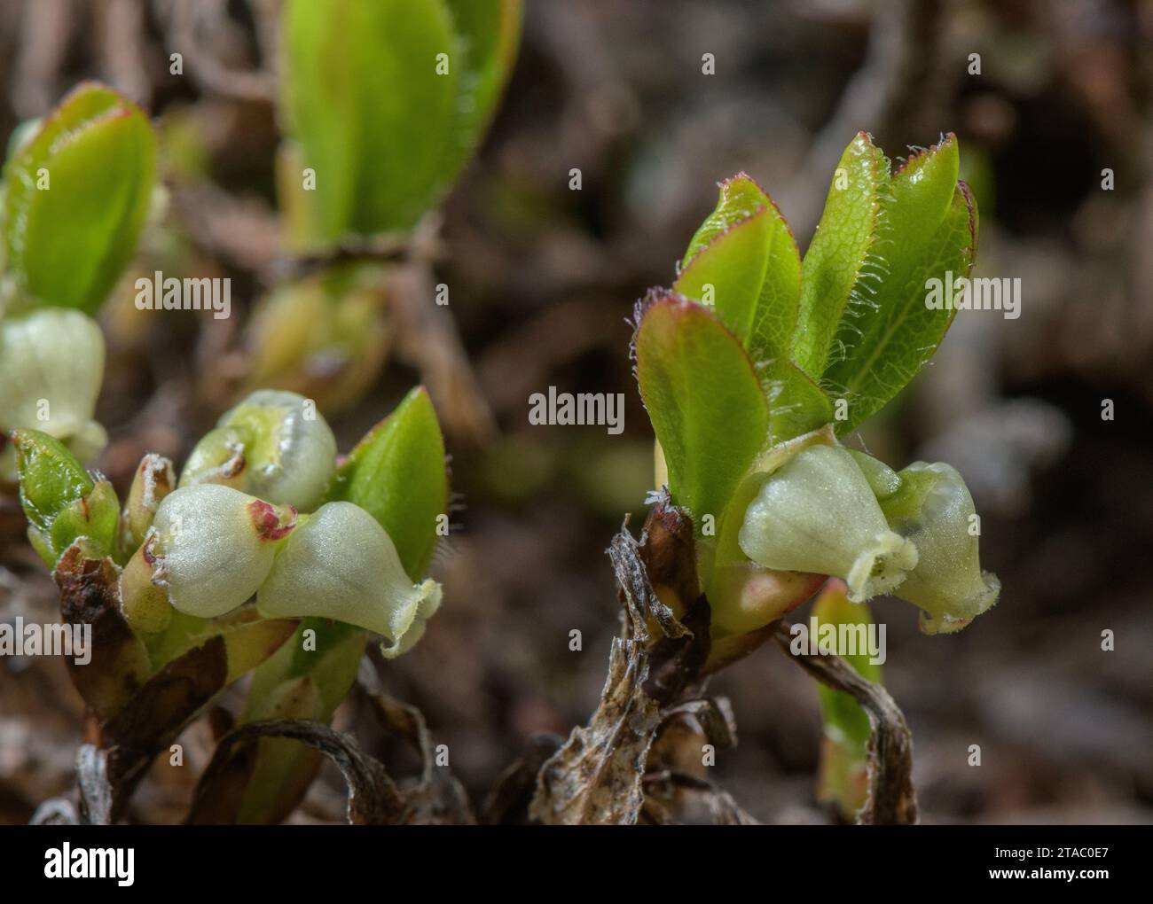 Alpine bearberry, Arctous alpina, in flower in spring, just after snow-melt. Stock Photo