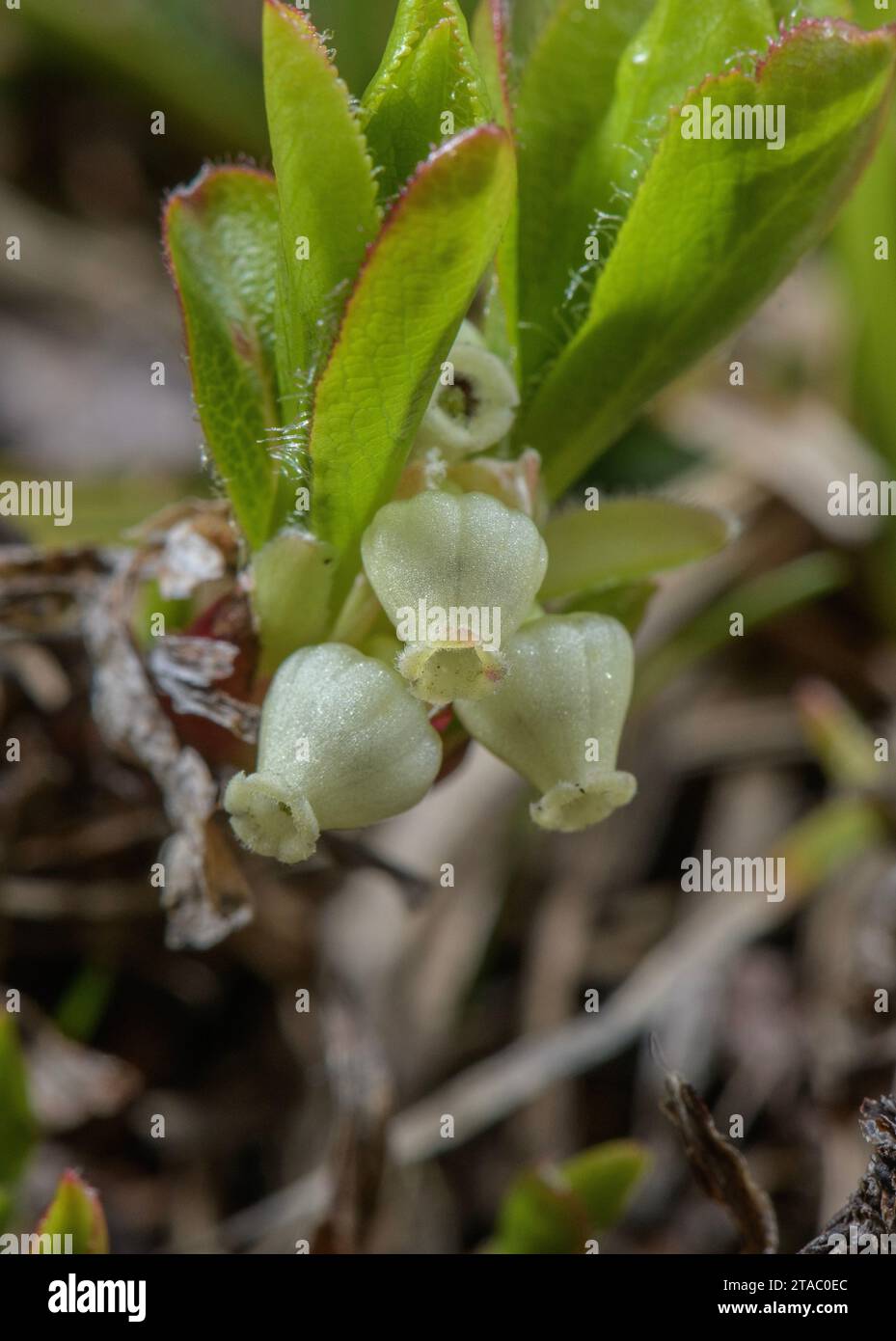 Alpine bearberry, Arctous alpina, in flower in spring, just after snow-melt. Stock Photo