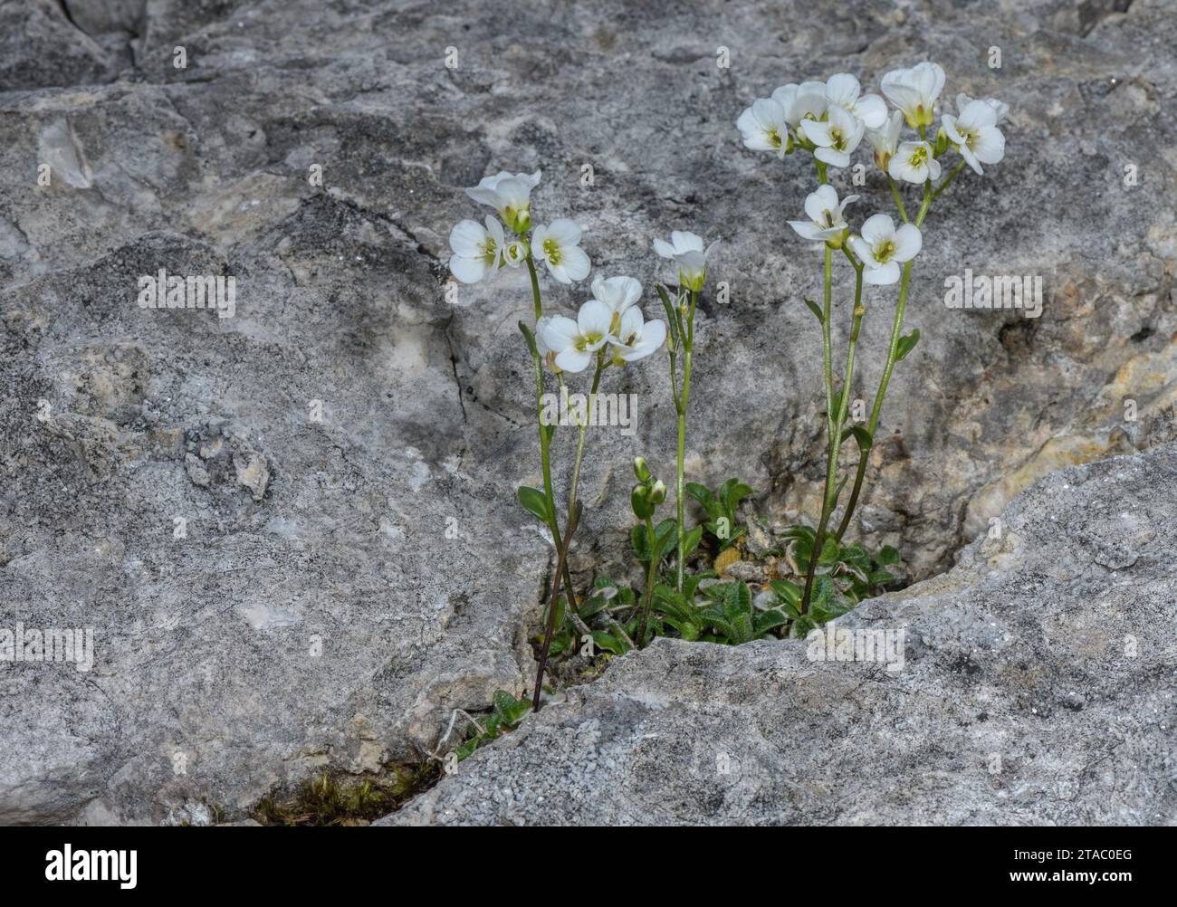 A Dwarf Rockcress, Arabis stellulata, growing a dolomite crevice, Dolomites. Stock Photo