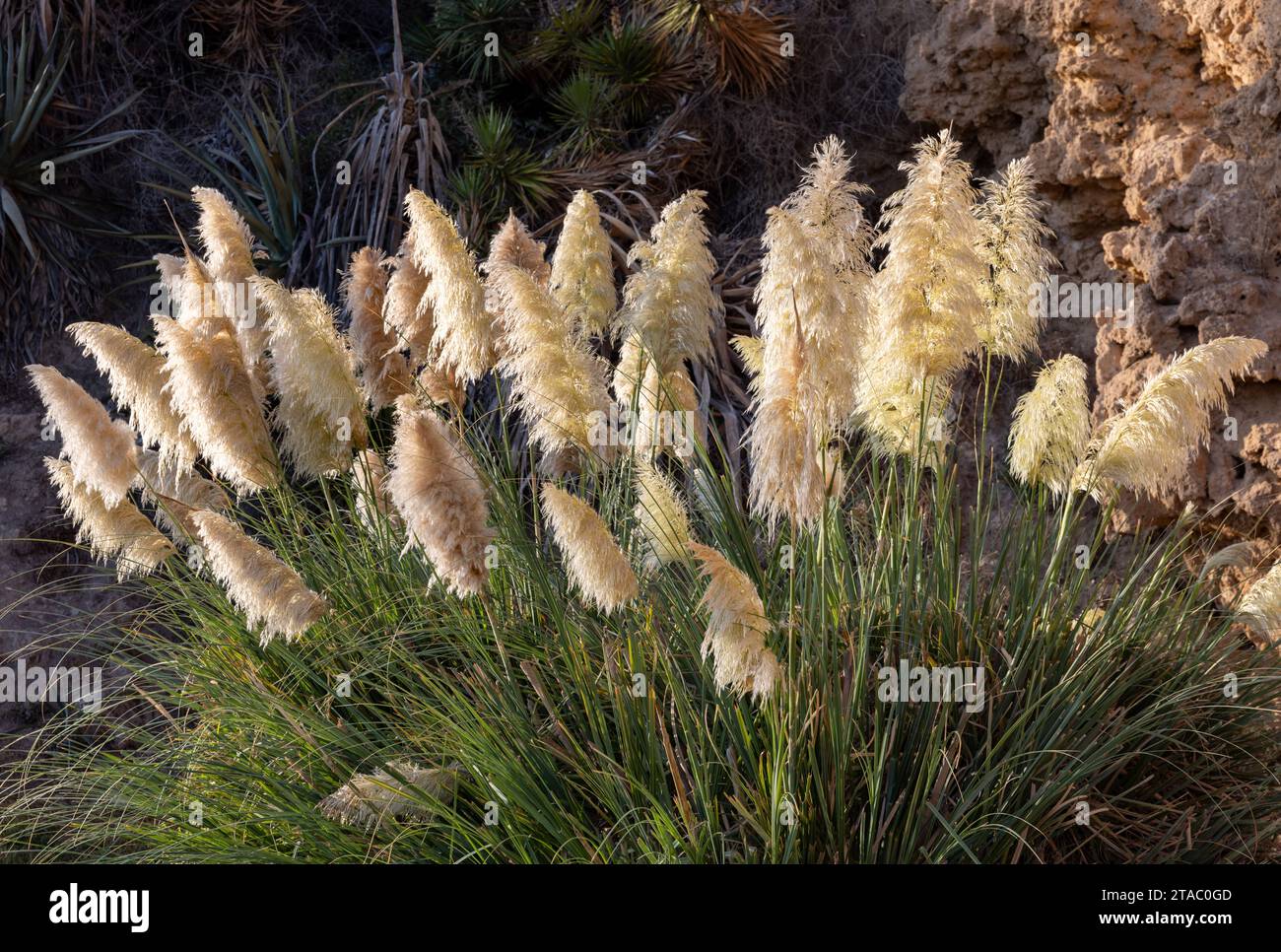 Cortaderia selloana or Pampas grass blowing in Torremolinos; Costa del Sol; Spain Stock Photo