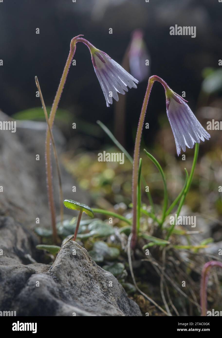Least Snowbell, Soldanella Minima, in flower in the Dolomites, Italy. Stock Photo