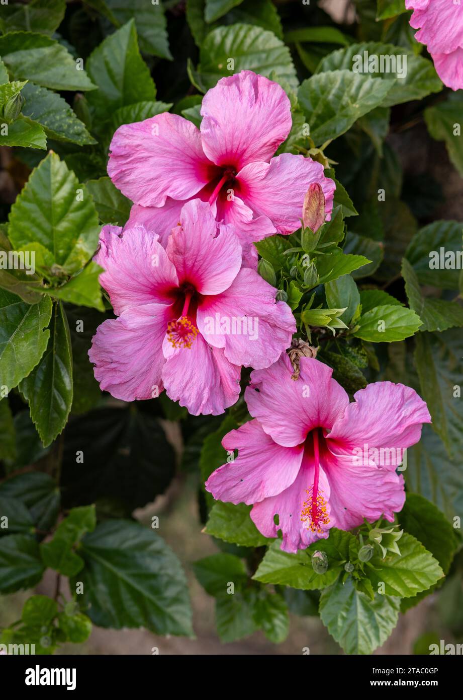 Beautiful pink flowers of Hibiscus syriacus in garden Stock Photo - Alamy