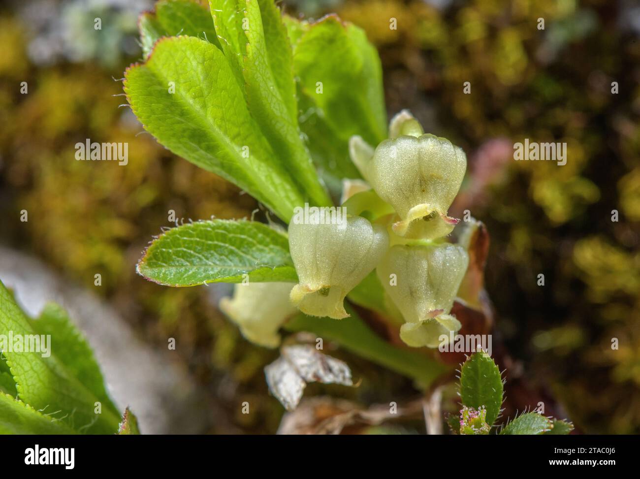 Alpine bearberry, Arctous alpina, in flower in spring, just after snow-melt. Stock Photo