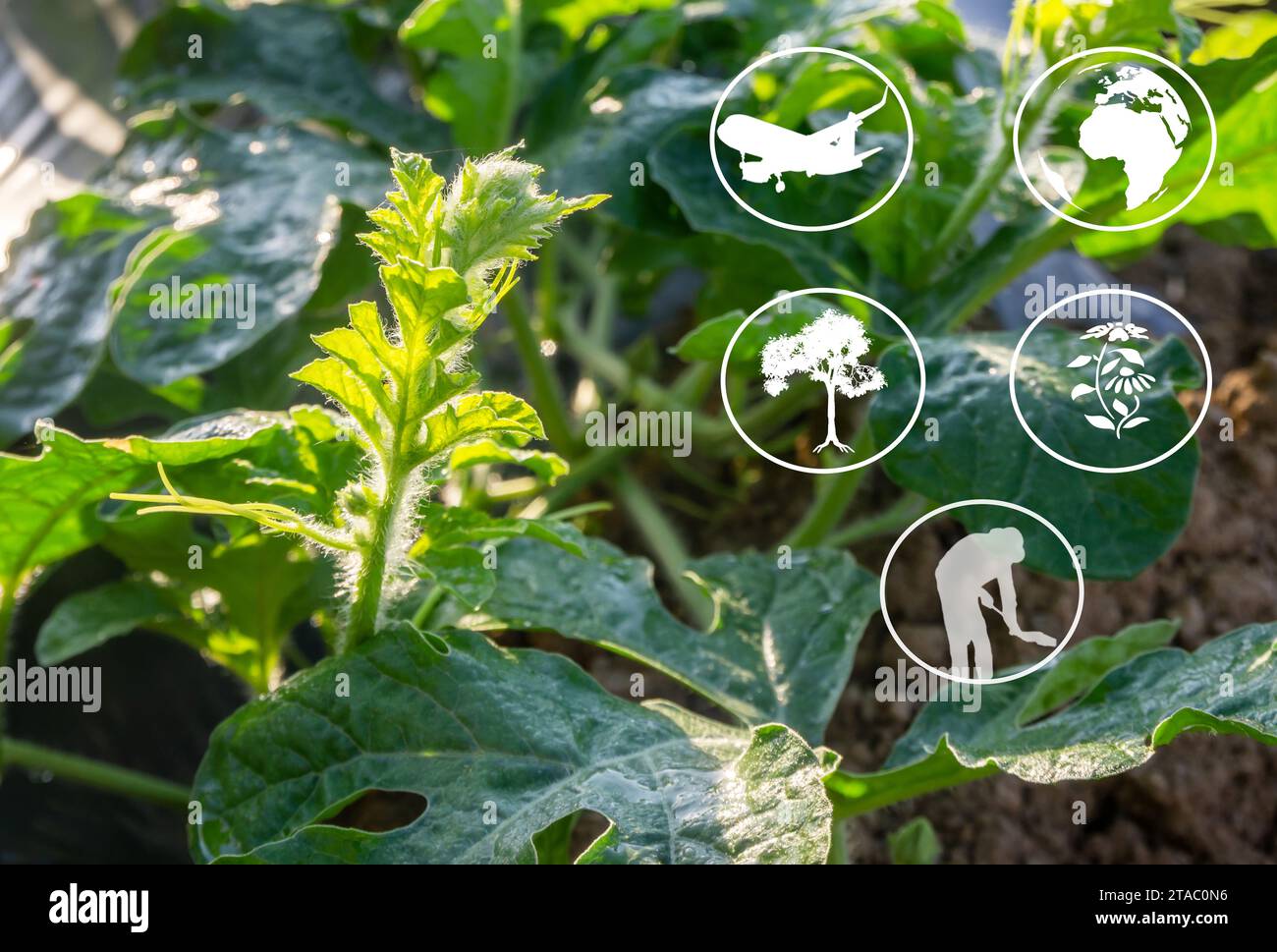 Watermelon farming near me