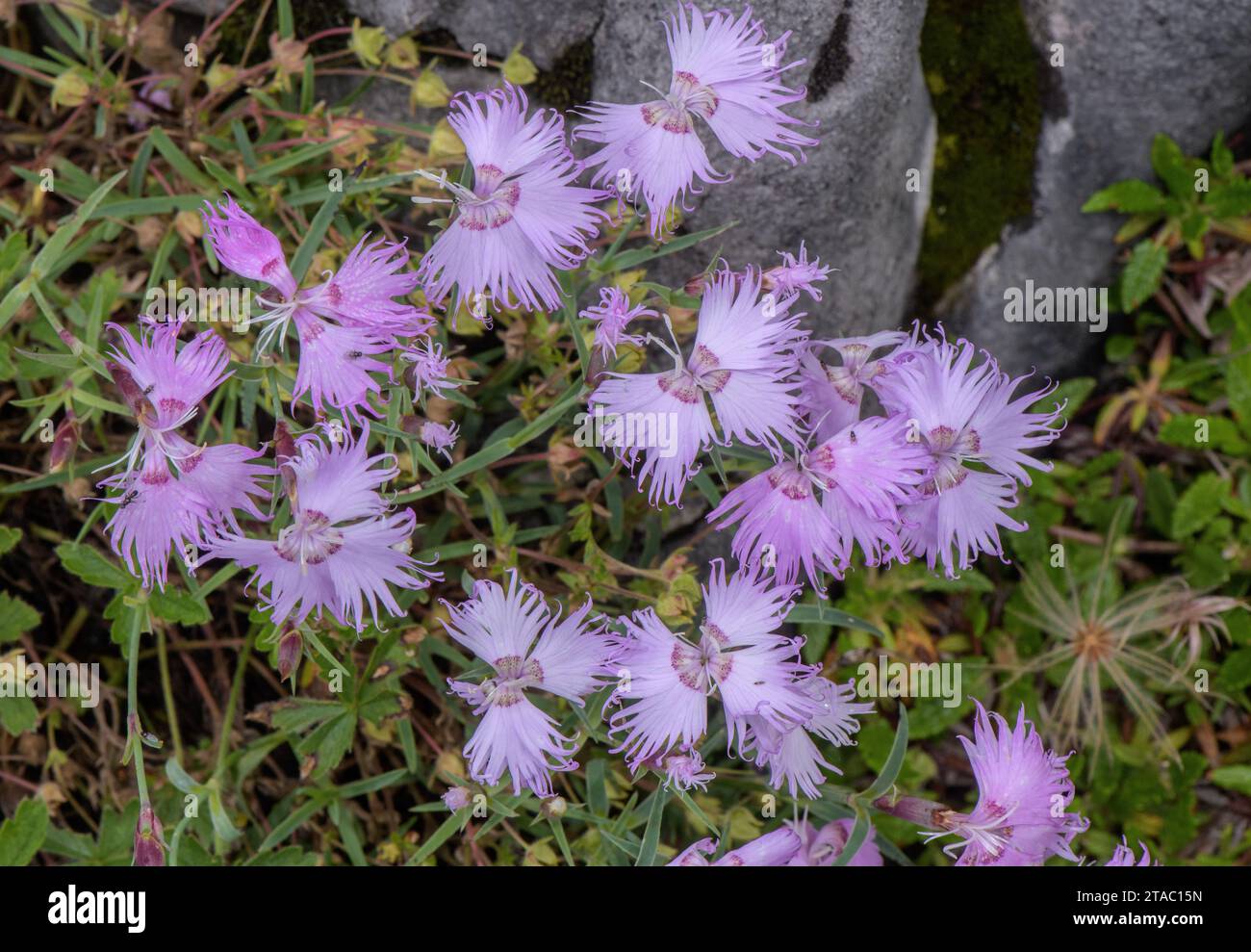 Sternberg's pink, Dianthus sternbergii in flower in the Julian Alps. Slovenia. Stock Photo