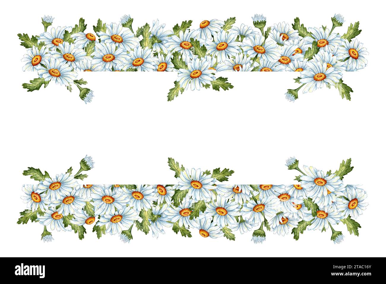 Watercolor illustration of a frame of daisies, leaves and buds. Border