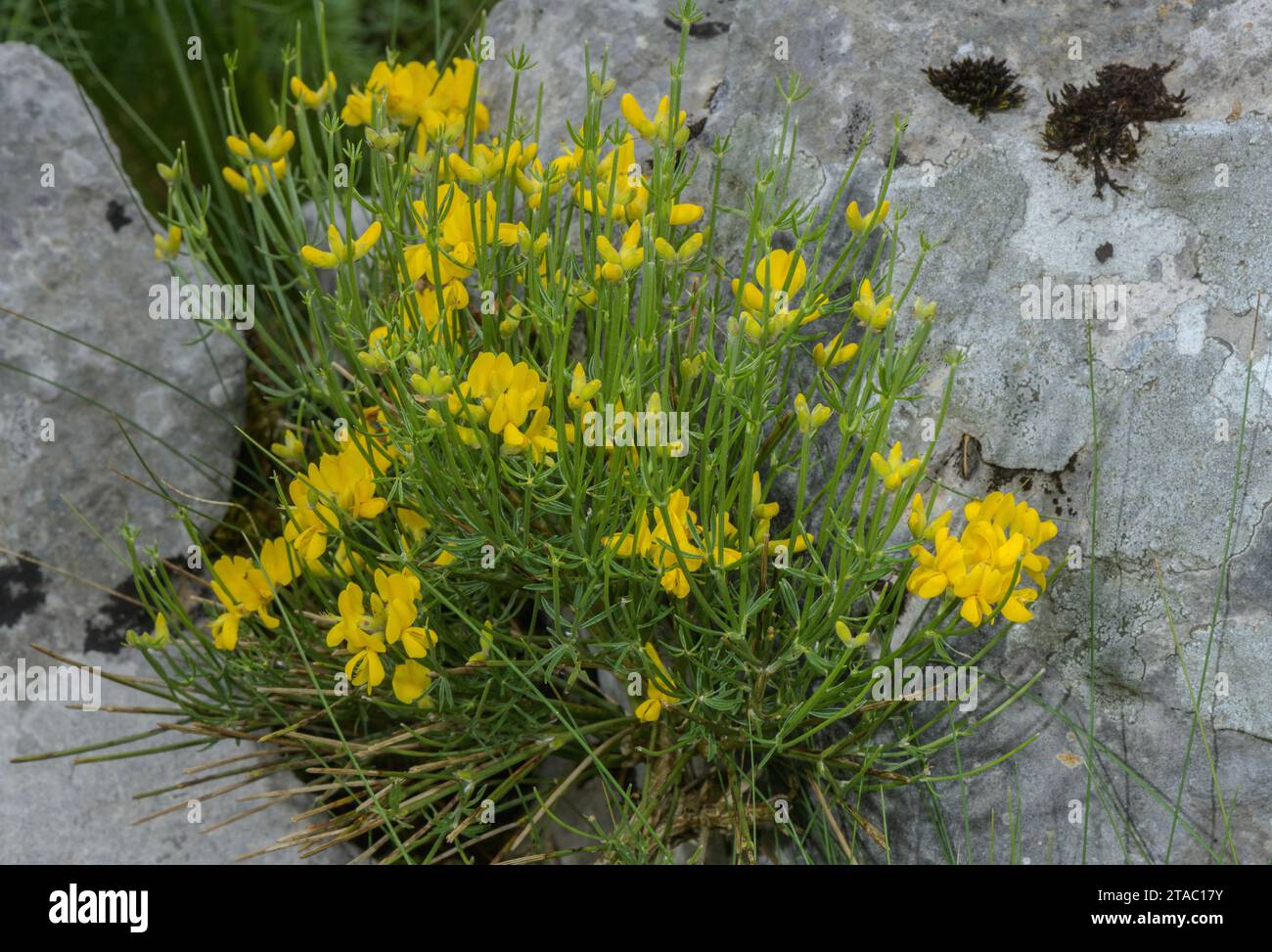 Southern greenweed, Genista radiata in flower on limestone, Italian Alps. Stock Photo