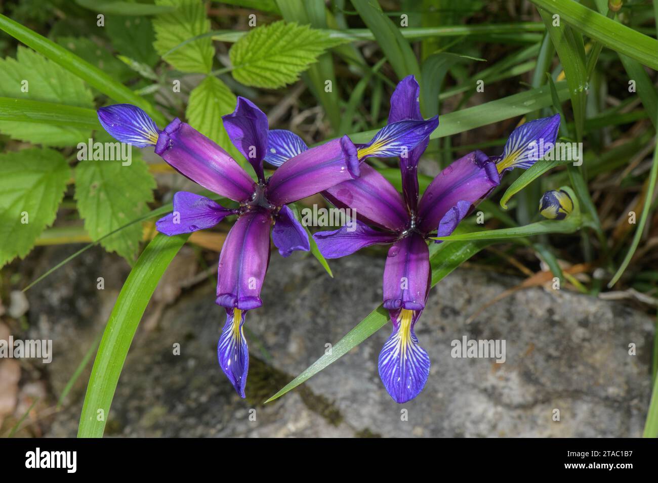 Grass-leaved Iris, Iris graminea, in flower in early summer, eastern Alps. Stock Photo