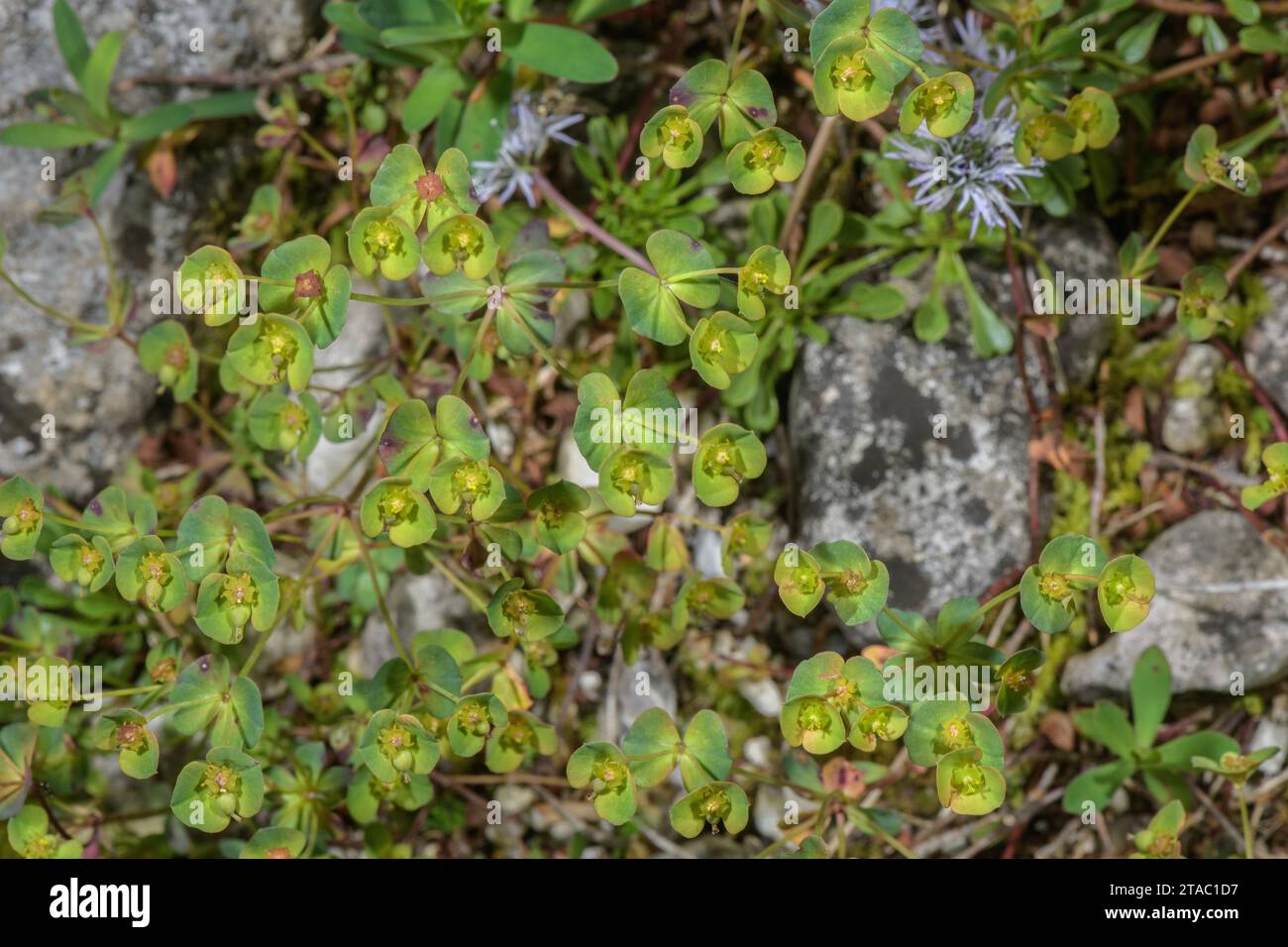 A spurge, Euphorbia triflora ssp. kerneri in the Italian Alps. Stock Photo