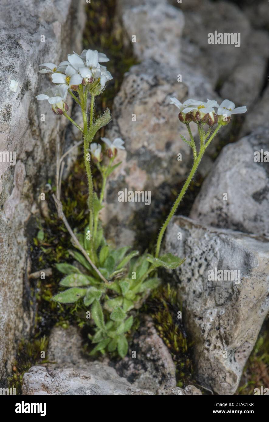 Dwarf Rockcress. Arabis stellulata, in flower and fruit, Dolomites. Stock Photo