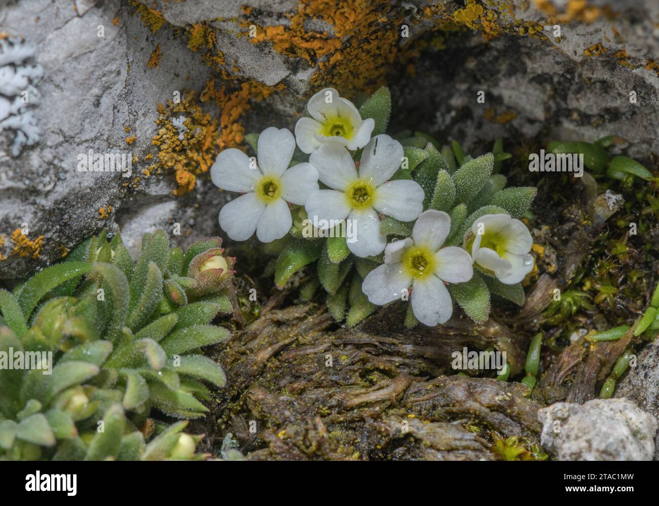 Hausmanns Rock Jasmine, Androsace hausmannii, in flower in dolomite rock-crevice, in the Dolomites. Stock Photo