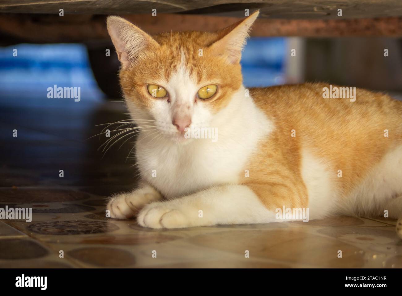 Stray cats are lounging under cars to shelter from attacks by people