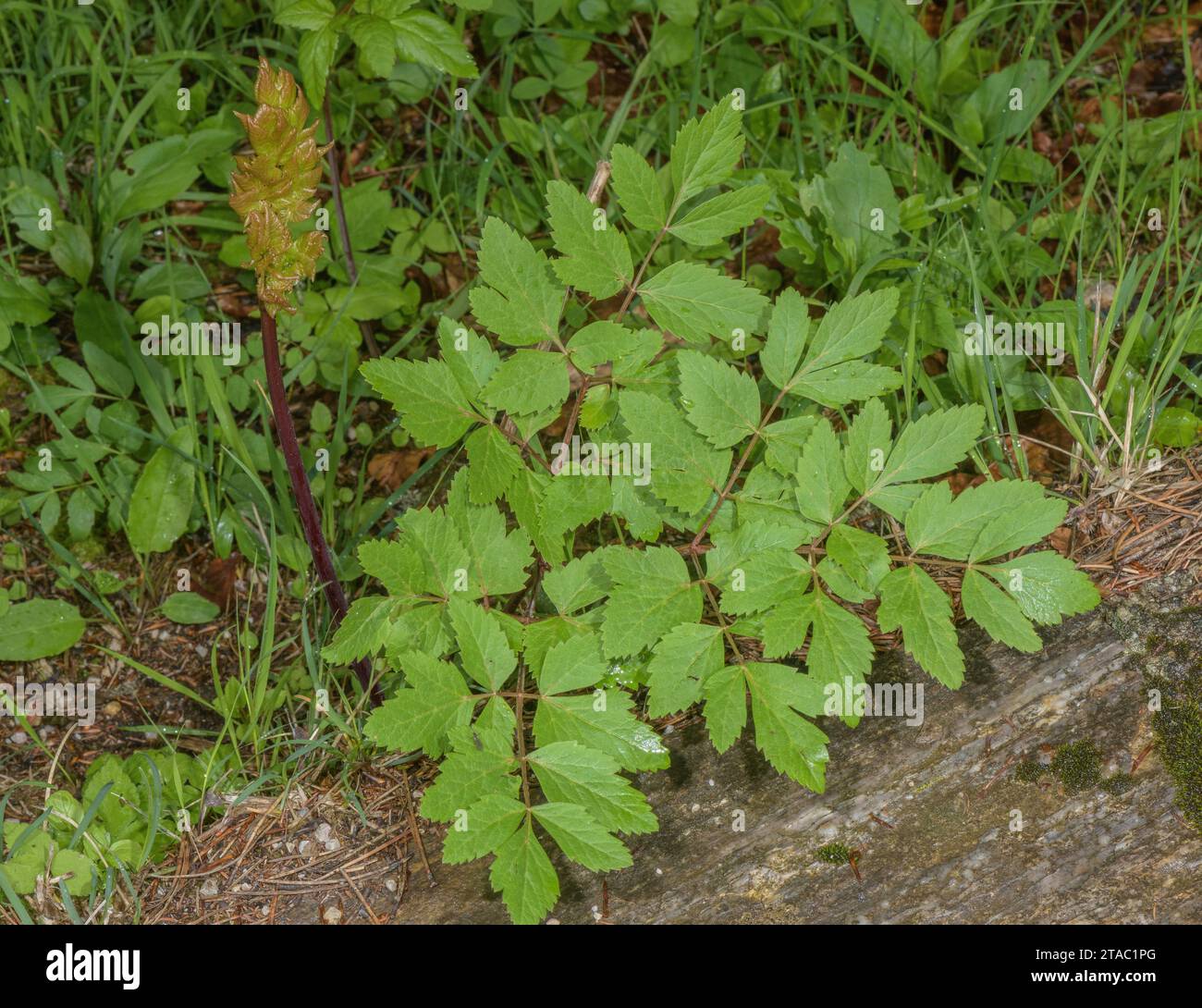 Peucedanum verticillare leaves, Austrian Alps. Stock Photo