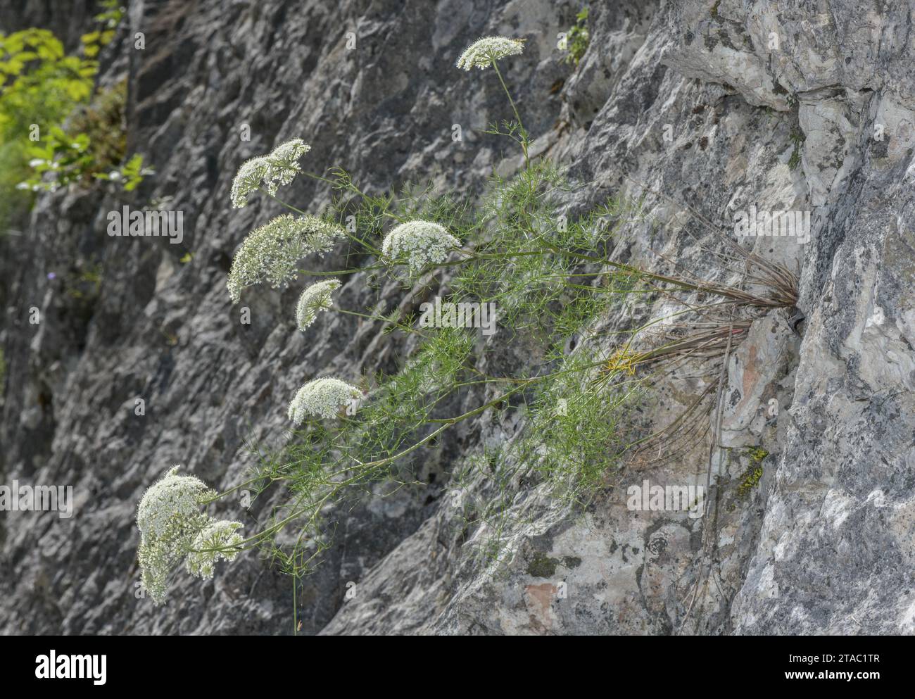 An umbellifer, Athamanta turbith, in flower on limestone cliff in the Julian Alps. Slovenia. Stock Photo