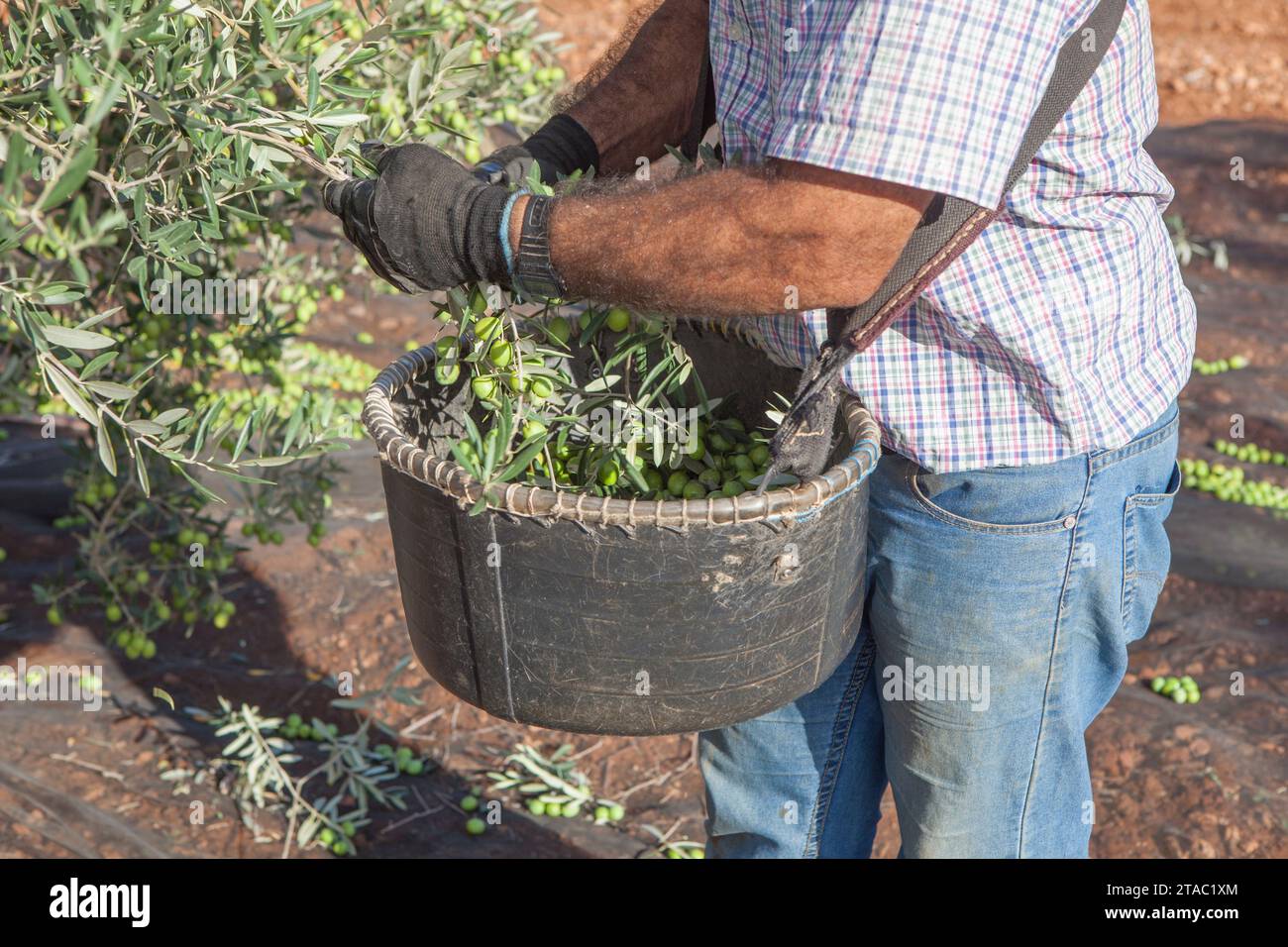 Laborer collecting olives carefully from the branch to the basket. Table olives harvest season scene Stock Photo