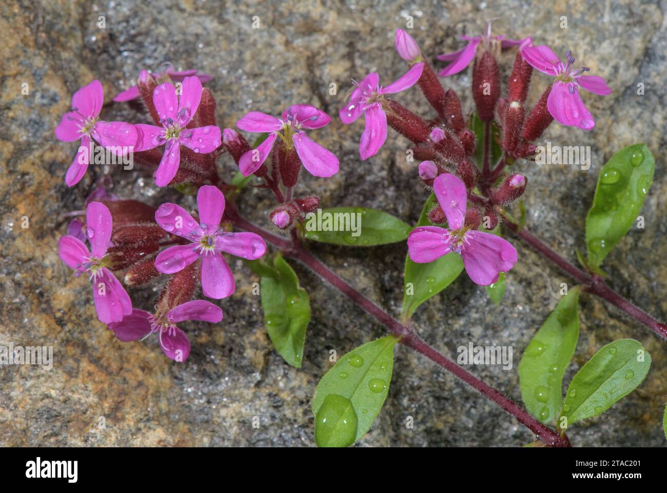 Rock soapwort, Saponaria ocymoides, in flower in the Maritime Alps. Stock Photo
