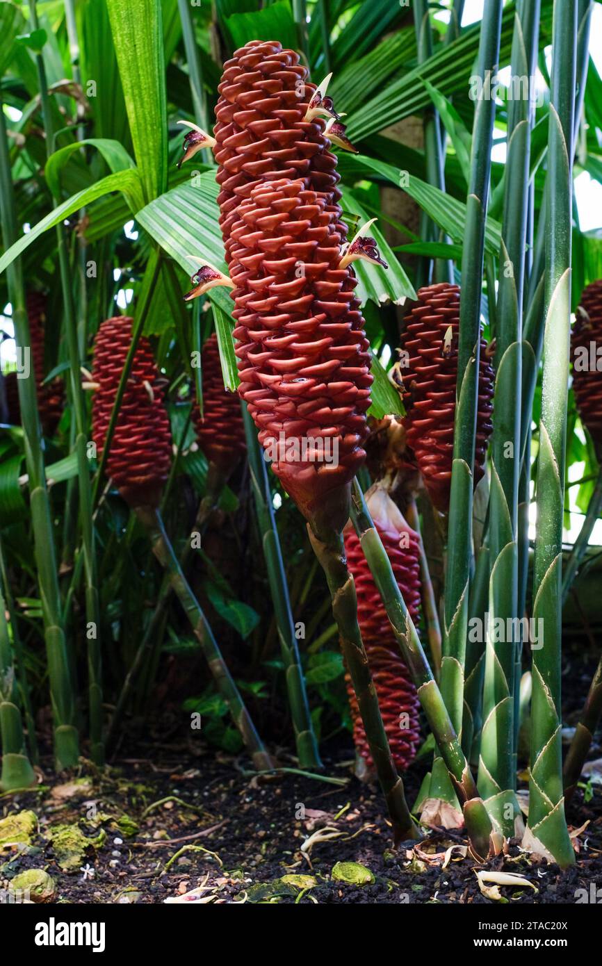 Zingiber spectabile, beehive ginger, overlapping bracts form a cylindrical, beehive-like structure Stock Photo