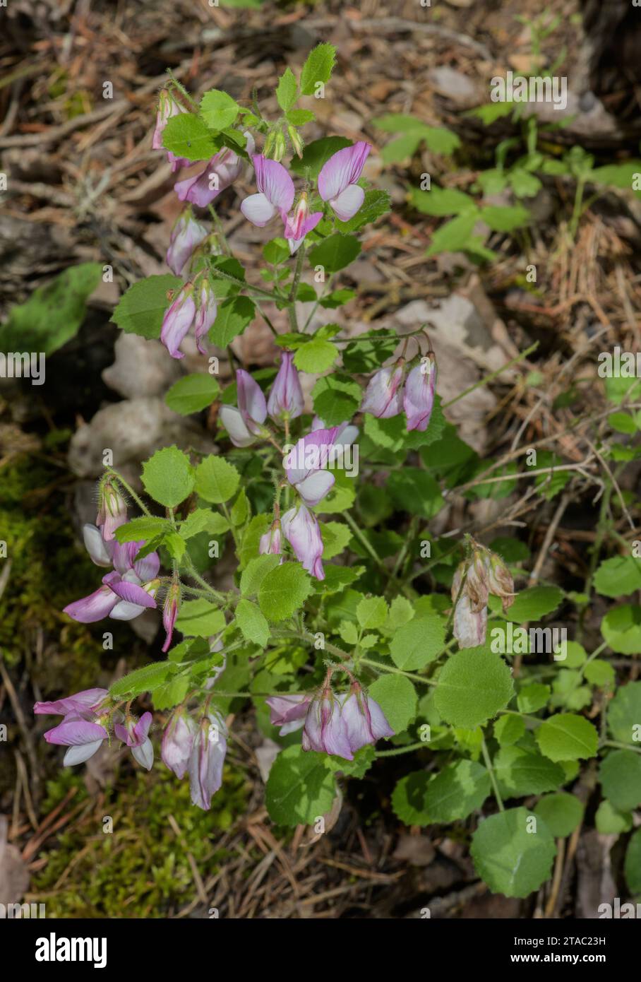 Round-leaved restharrow, Ononis rotundifolia in flower in open woodland, Maritime Alps. Stock Photo