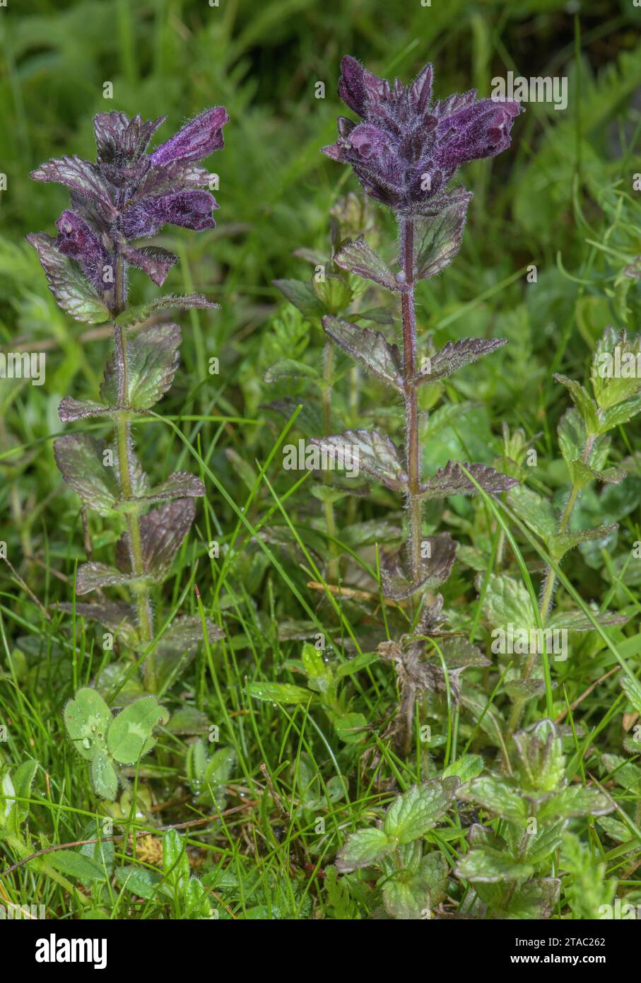 Alpine bartsia, Bartsia alpina, in flower in damp alpine pasture Stock Photo