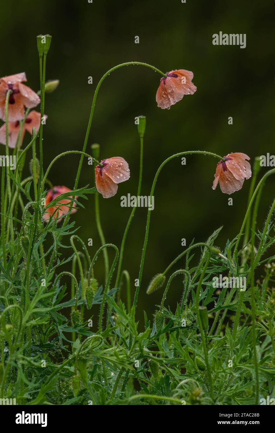 Long-headed poppy, Papaver dubium in flower and fruit, in the rain. Stock Photo