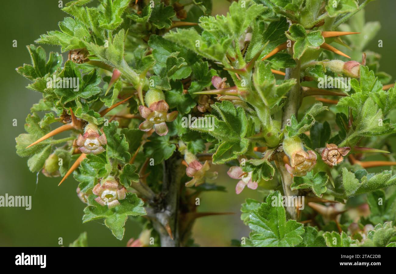 Wild Gooseberry, Ribes uva-crispa, in flower in spring. Stock Photo