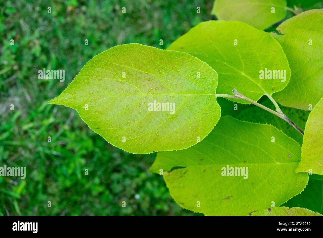 Sinowilsonia henryi, Leaf, summer, Foliage, Henry Wilson Tree, Shrub, July, leaves Stock Photo