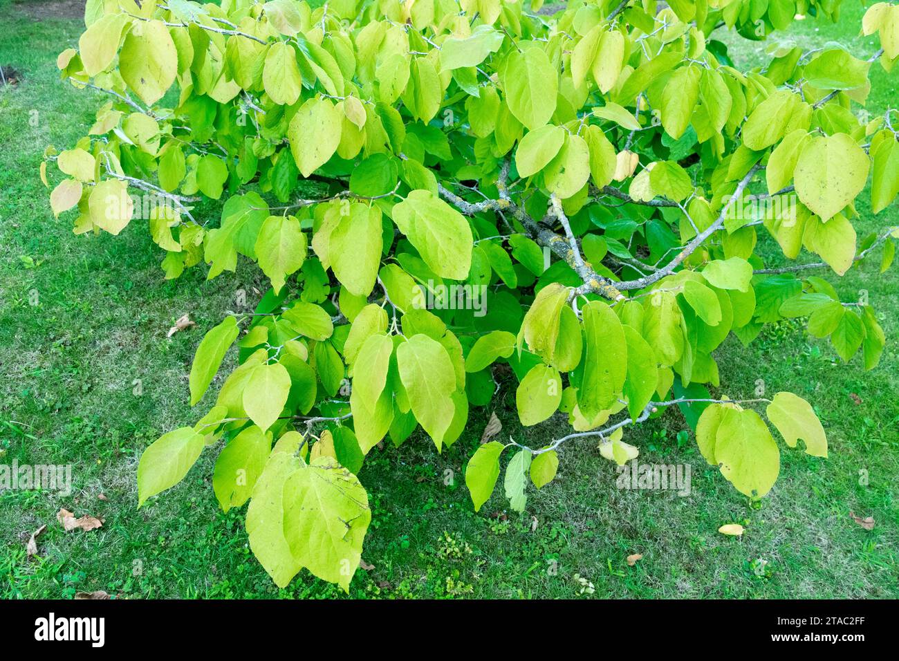 Garden, Shrub, Henry Wilson Tree, Sinowilsonia henryi Stock Photo