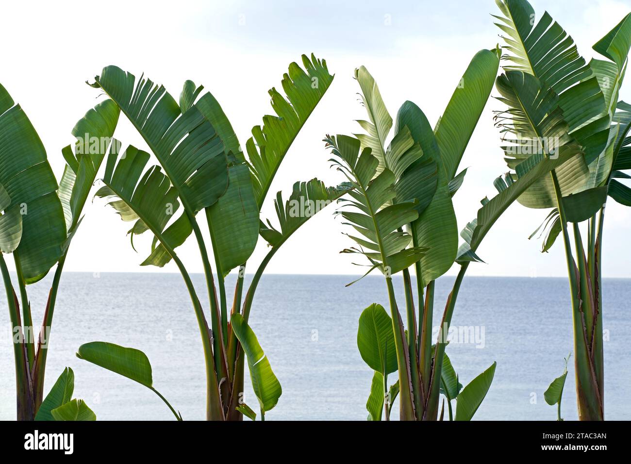 Banana palms next to the sea. Tropical economic crops that are easy to