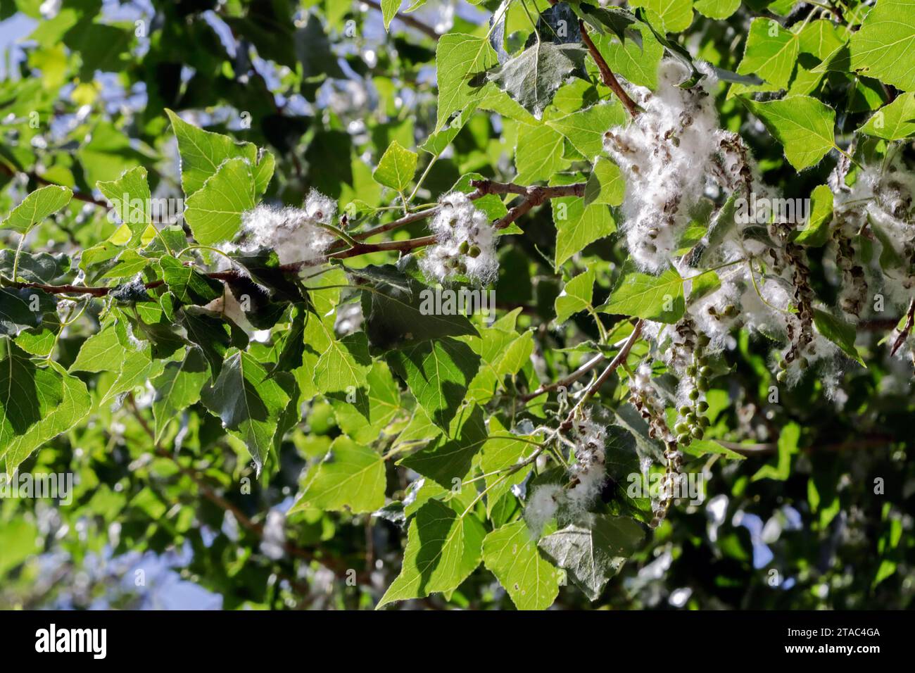 Poplar pollen on the tree. Colombiers, Occitanie, France  Stock Photo