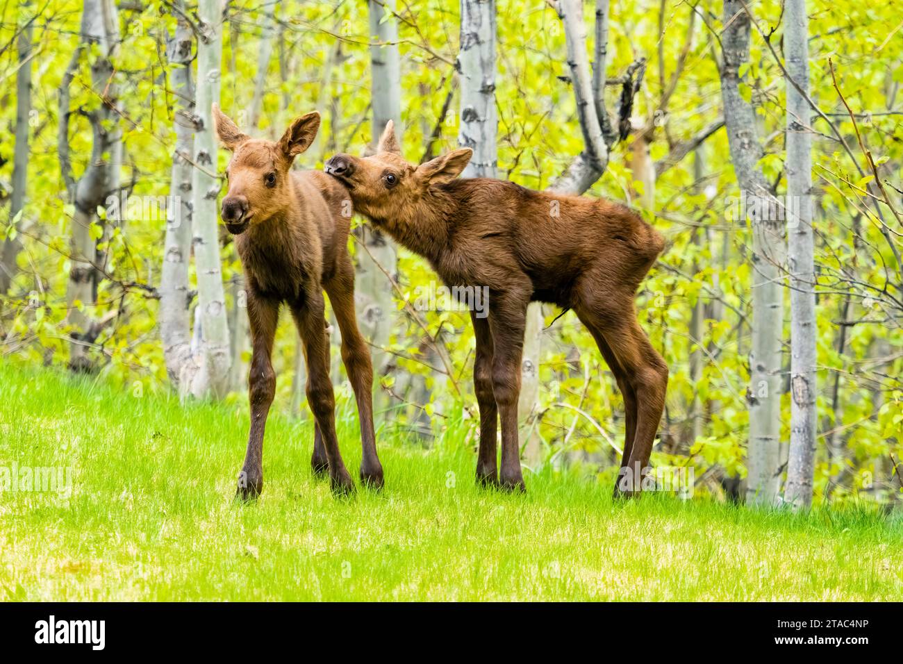 Newborn moose calf, Alaska Stock Photo
