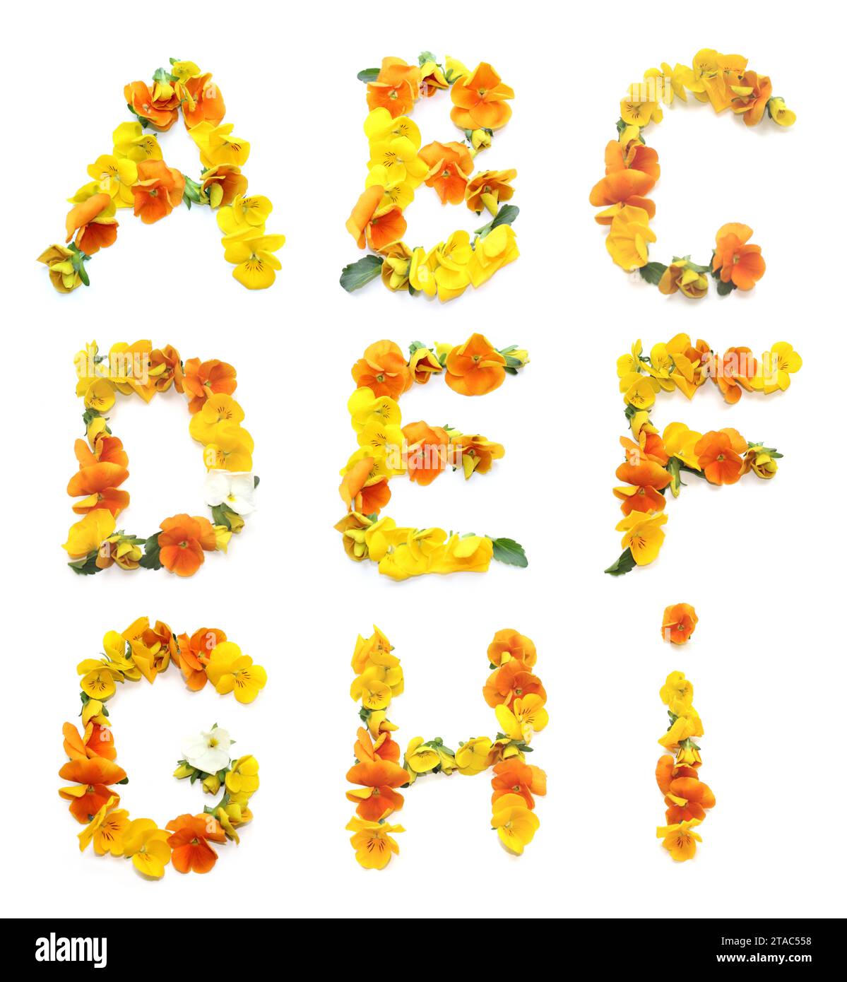 set of letters A B C D E F G made of yellow, orange flowers. The floral lettering can be used as posters for weddings, anniversaries, corporate events Stock Photo
