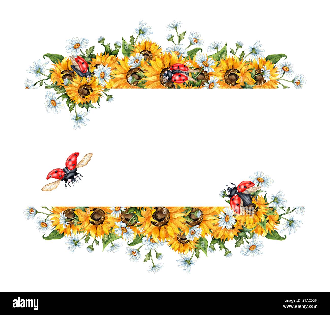 Watercolor illustration of a frame of sunflowers, daisies and ladybugs ...