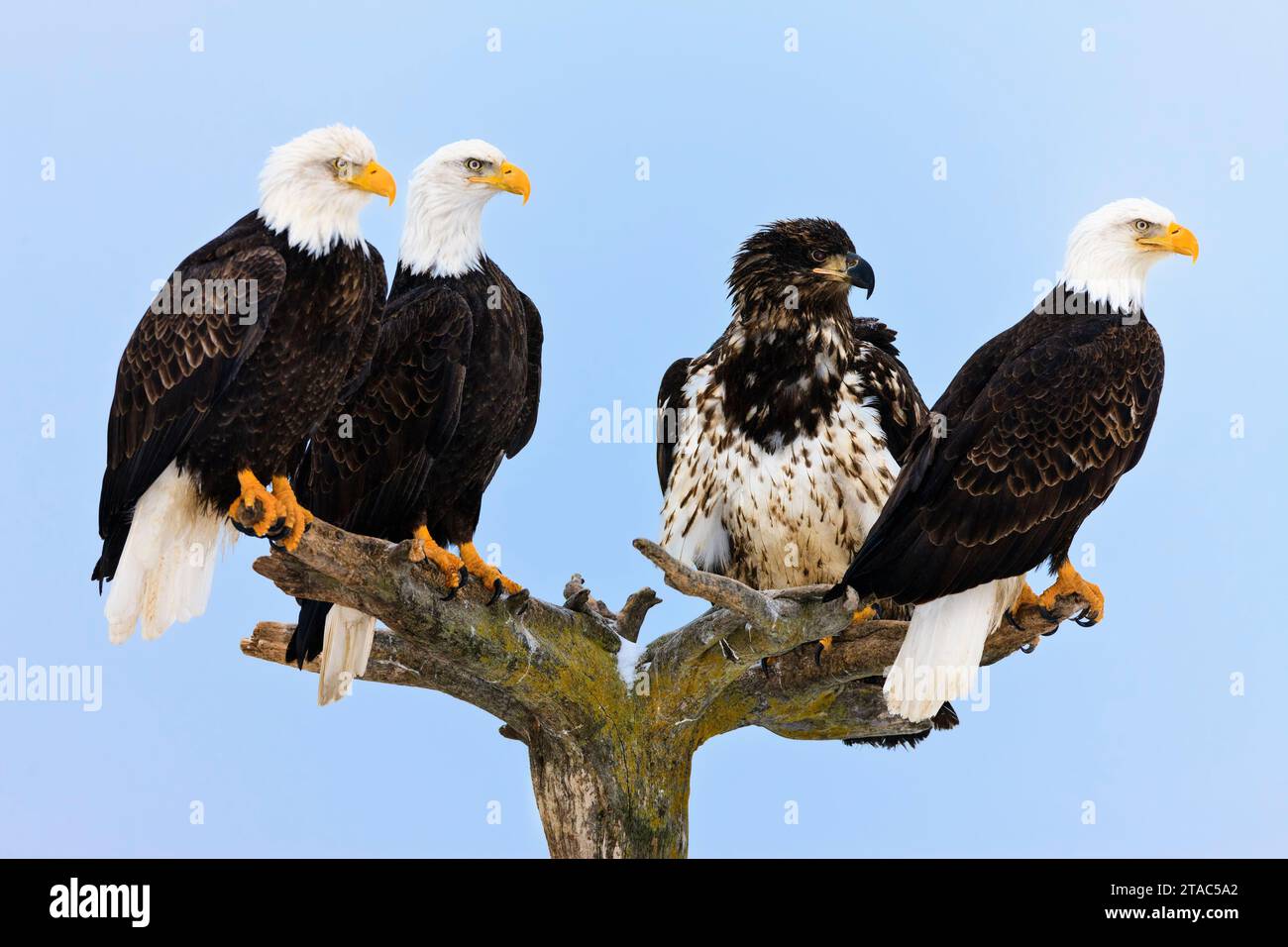 Four Bald Eagles perching on tree, Homer, Alaska Stock Photo