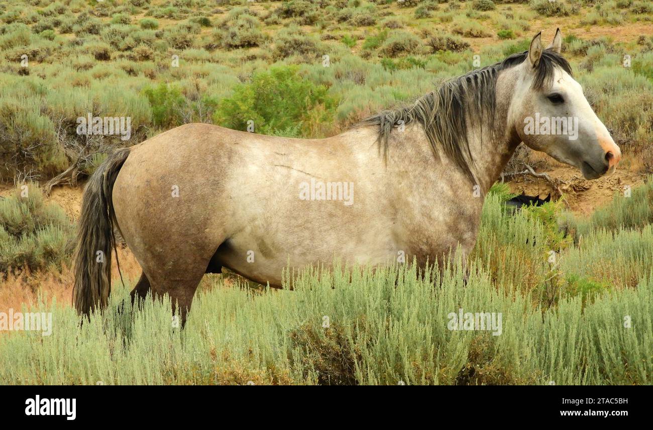 Sand wash basin wild horses in hires stock photography and images Alamy