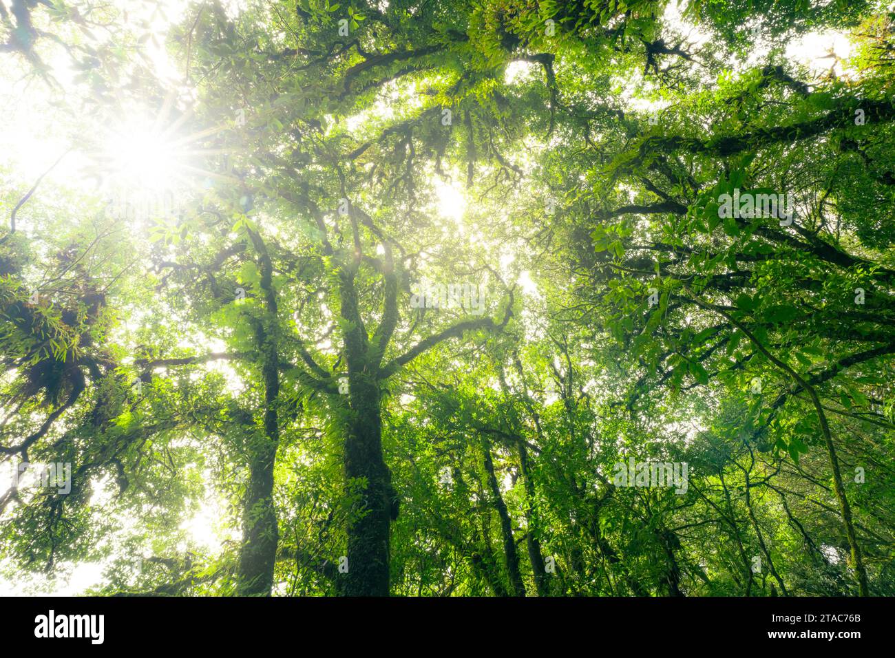 Green tree forest with sunlight through green leaves. Natural carbon