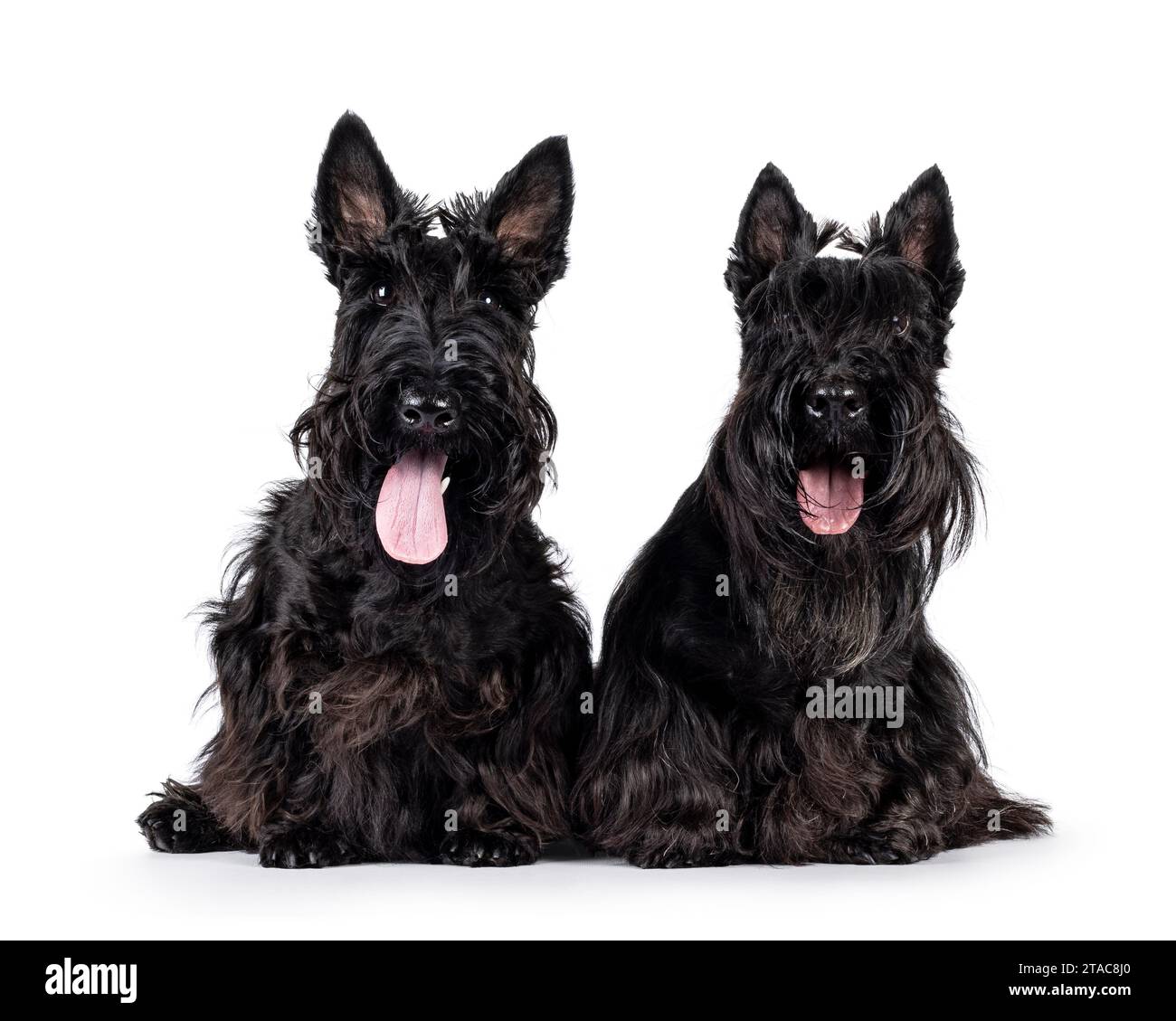 Two Scottish Terrier dogs, sitting beside each other facing front. Looking towards camera. Isolated on a white background. Stock Photo